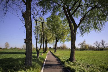 İtalya 'nın kırsal kesimlerinde güneşli bir günde yere gölge düşüren birkaç kavak ile çevrili tarlalar arasında uzanan asfalt bir patika.