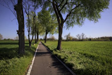 İtalya 'nın kırsal kesimlerinde güneşli bir günde yere gölge düşüren birkaç kavak ile çevrili tarlalar arasında uzanan asfalt bir patika.