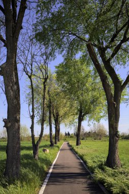 İtalya 'nın kırsal kesimlerinde güneşli bir günde yere gölge düşüren birkaç kavak ile çevrili tarlalar arasında uzanan asfalt bir patika.