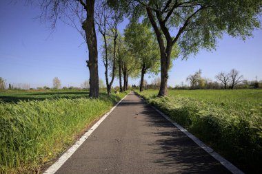 İtalya 'nın kırsal kesimlerinde güneşli bir günde yere gölge düşüren birkaç kavak ile çevrili tarlalar arasında uzanan asfalt bir patika.