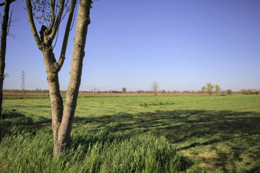 Güneşli bir günde, ağaç ve yerdeki gölgesi tarafından çerçevelenmiş İtalya kırsalında sıralanmış biçilmiş ve istiflenmiş çimlerle dolu bir tarla.