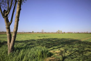 Güneşli bir günde, ağaç ve yerdeki gölgesi tarafından çerçevelenmiş İtalya kırsalında sıralanmış biçilmiş ve istiflenmiş çimlerle dolu bir tarla.