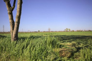 Güneşli bir günde, ağaç ve yerdeki gölgesi tarafından çerçevelenmiş İtalya kırsalında sıralanmış biçilmiş ve istiflenmiş çimlerle dolu bir tarla.