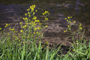 Nehir kıyısında çiçek açan günışığı karahindibaları yakından görülüyor.