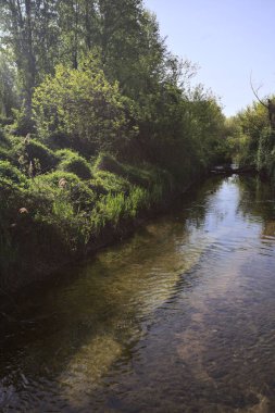 Güneşli bir günde, İtalya 'nın kırsal kesimlerinde güneşin aydınlattığı bir koruluktan geçen su akıntısı.