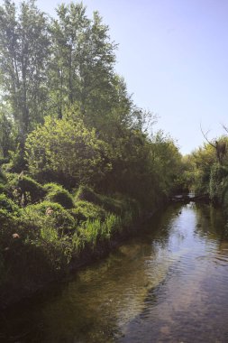 Güneşli bir günde, İtalya 'nın kırsal kesimlerinde güneşin aydınlattığı bir koruluktan geçen su akıntısı.