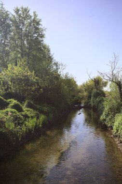 Güneşli bir günde, İtalya 'nın kırsal kesimlerinde güneşin aydınlattığı bir koruluktan geçen su akıntısı.