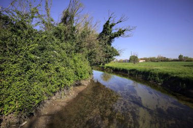 İtalya kırsalında güneşli bir günde, üzerinde bir ağaç olan bir koruluğun yanından geçen nehir.