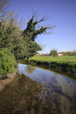 İtalya kırsalında güneşli bir günde, üzerinde bir ağaç olan bir koruluğun yanından geçen nehir.