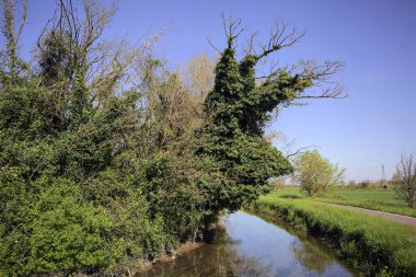 İtalya kırsalında güneşli bir günde, üzerinde bir ağaç olan bir koruluğun yanından geçen nehir.