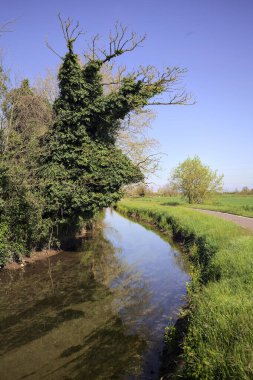 İtalya kırsalında güneşli bir günde, üzerinde bir ağaç olan bir koruluğun yanından geçen nehir.