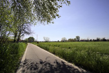 Güneşli bir İtalyan kırsalında güneşli bir günde, üzerinde bir ağaç kavisli patika ve üzerine bir gölge konur.