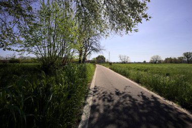 Güneşli bir İtalyan kırsalında güneşli bir günde, üzerinde bir ağaç kavisli patika ve üzerine bir gölge konur.