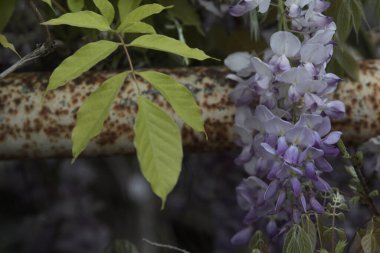 Wisteria paslı bir korkulukta sürünüyor. Yakından görülüyor.