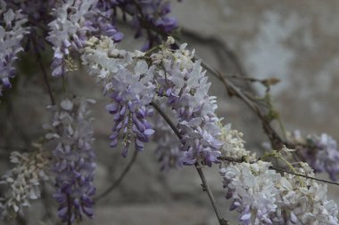 Gri tuğla duvarda sürünen Wisteria yakından görülüyor.