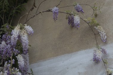 Gri tuğla duvarda sürünen Wisteria yakından görülüyor.