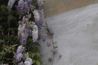 Gri tuğla duvarda sürünen Wisteria yakından görülüyor.