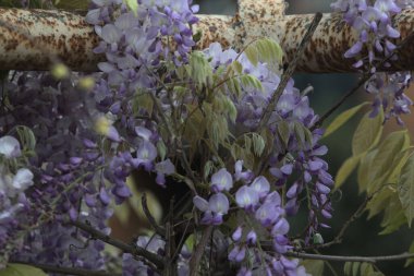 Wisteria paslı bir korkulukta sürünüyor. Yakından görülüyor.