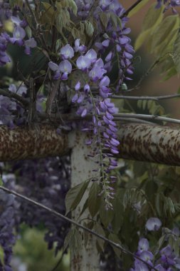 Wisteria paslı bir korkulukta sürünüyor. Yakından görülüyor.