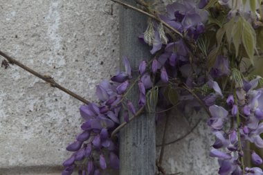 Gri tuğla duvarda sürünen Wisteria yakından görülüyor.