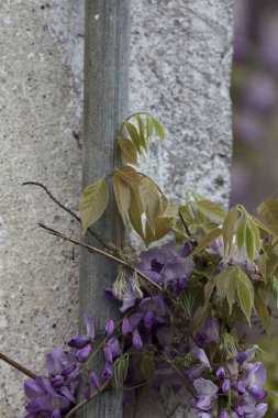Gri tuğla duvarda sürünen Wisteria yakından görülüyor.