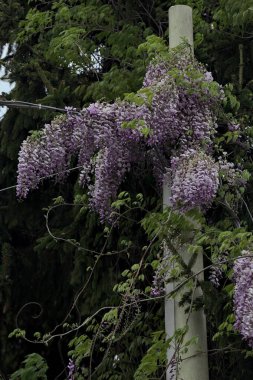 Arkaplan olarak bulutlu bir gökyüzü ve çimento direğinde sürünen salkım.