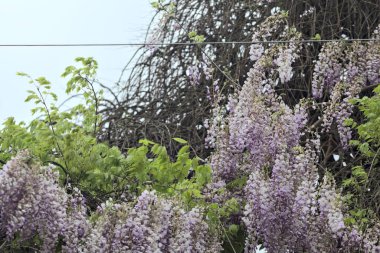 Arkaplan olarak bulutlu bir gökyüzü ve çimento direğinde sürünen salkım.