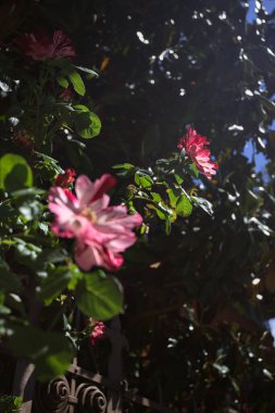 Güneş ışığı kırmızı ve mor burbon gülleri yakından görülüyor.