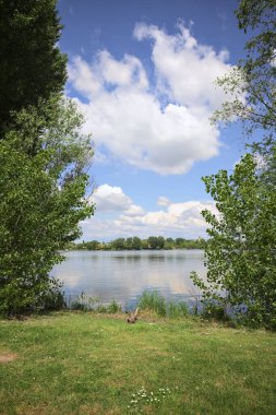 Güneşli bir günde, parkta göl. Gökyüzü ve iki bitkinin çerçevelediği suya yansıyan bulutlar.