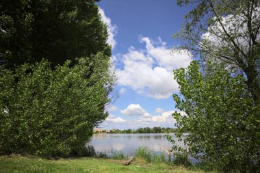 Güneşli bir günde, parkta göl. Gökyüzü ve iki bitkinin çerçevelediği suya yansıyan bulutlar.