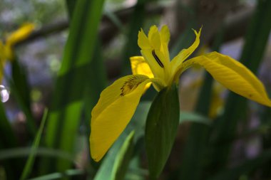 Bir bitkinin yanında büyüyen sarı zambak.