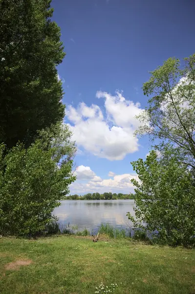 Güneşli bir günde, parkta göl. Gökyüzü ve iki bitkinin çerçevelediği suya yansıyan bulutlar.