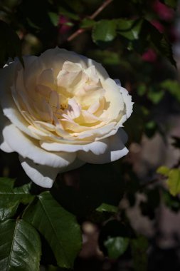 Yakından bakıldığında, beyaz İngiliz gülleri.