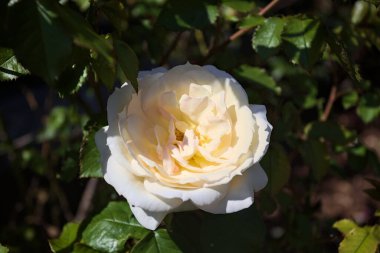 Yakından bakıldığında, beyaz İngiliz gülleri.