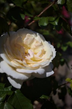 Yakından bakıldığında, beyaz İngiliz gülleri.
