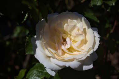 Yakından bakıldığında, beyaz İngiliz gülleri.