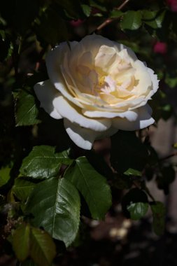 Yakından bakıldığında, beyaz İngiliz gülleri.