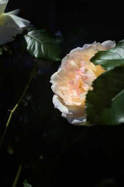 Yakından bakıldığında, beyaz İngiliz gülleri.