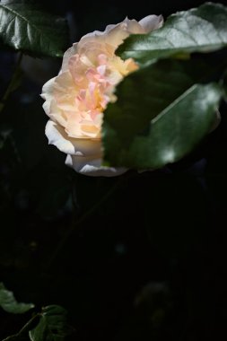 Yakından bakıldığında, beyaz İngiliz gülleri.