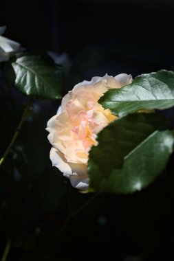 Yakından bakıldığında, beyaz İngiliz gülleri.