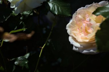 Yakından bakıldığında, beyaz İngiliz gülleri.