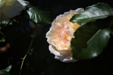 Yakından bakıldığında, beyaz İngiliz gülleri.