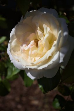 Yakından bakıldığında, beyaz İngiliz gülleri.