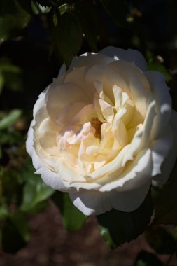 Yakından bakıldığında, beyaz İngiliz gülleri.