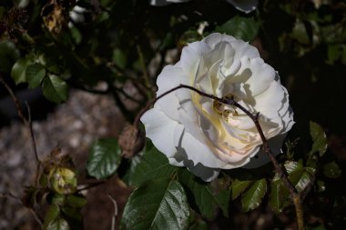 Yakından bakıldığında, beyaz İngiliz gülleri.