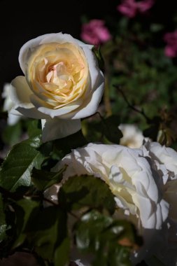 Yakından bakıldığında, beyaz İngiliz gülleri.