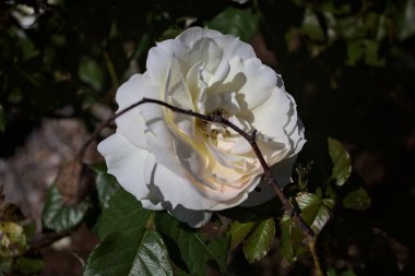 Yakından bakıldığında, beyaz İngiliz gülleri.