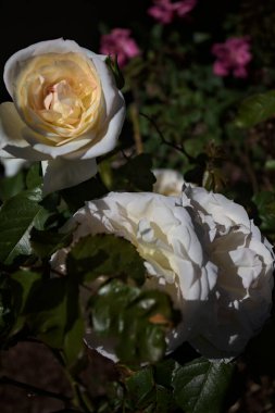 Yakından bakıldığında, beyaz İngiliz gülleri.