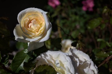 Yakından bakıldığında, beyaz İngiliz gülleri.