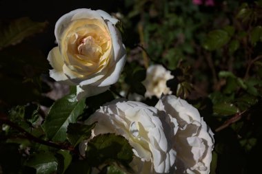 Yakından bakıldığında, beyaz İngiliz gülleri.